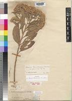 Image result for Vernonia thomsoniana