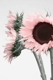 Sunflowers and roses sun flowers love flowers beautiful flowers sunflower cupcakes baymax love is all lovely things greenery. 34 Sunflowers And Roses Ideas Sunflower Sunflowers And Roses Sunflowers And Daisies