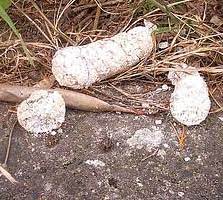 Asphalt, metal, silk & dog poo. White Dog Turds Dunderbrain