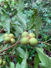 Image result for Cola discoglypremnophylla