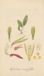 Image result for Thunbergia graminifolia