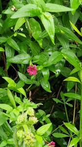 Image result for Jasminum beesianum