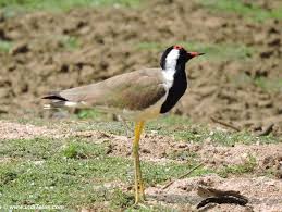 June Bird Of The Month Birds Of Pench National Park Madhya Pradesh Bird Photography National Parks Photography National Parks India Tourist