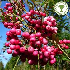 Sorbus commixta embley this variety is covered in clusters of bright red fruit, deepening to ruby red the crown is ablaze of scarlet foliage in the autumn. Sorbus Vilmorinii Buy Vilmorins Rowan Trees Online