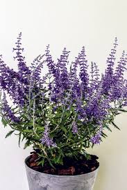 Image result for Perovskia atriplicifolia lacey blue lisslitt photo