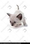 Lilac Point Siamese Cats