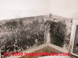 As such, molds play a very constructive role in the recycling of. Free Download Lpt How To Get Rid Of Mold On Your Bathroom Ceiling Lifeprotips 640x480 For Your Desktop Mobile Tablet Explore 49 Black Mold Under Wallpaper Remove Mold From