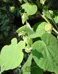 Image result for Abutilon grantii