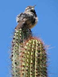 Birds Of Southern Arizona Images Sonoran Birds At The Desert Museum Tucson Arizona Travel Photos By Galen R Frysinger Sheboygan Wisconsin Arizona Travel Desert Travel Sonoran Desert