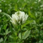 Image result for Trifolium squarrosum