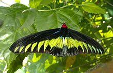 Kuala lumpur butterfly park ticket price, hours, address and reviews. Kuala Lumpur Butterfly Park Wikipedia