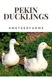 They are also known as american pekin duck , or long island duck. The Pekin Is The Standard Meat Duck Of The Culinary World They Are Fast Growers Are Ready For Processing At 7 Weeks And Pekin Duck Ducklings Pekin Ducklings
