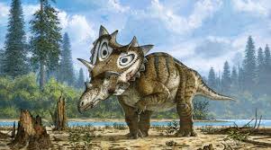Image result for Dinophora spenneroides