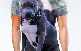 Check spelling or type a new query. Camisa Camiseta Cachorro Pitbull Preto No Elo7 Thiago Medeiros Goncalves 14f3513