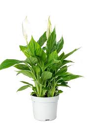 The peace lily plant.an indoor air cleaner glossy foliage and charming lily flower's. Peace Lily Air Purifying Plant Indoor Plants Plantshop Me