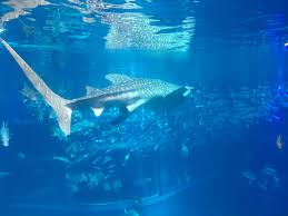Osaka Aquarium Kaiyukan