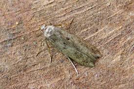 Image result for Bryotropha senectella