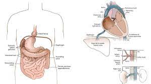 The stomach is found on the left side of the body in the upper abdomen region. Oregon Woman Lived Until 99 With Organs In The Wrong Places Bbc News