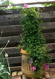We did not find results for: Grow Up With Vines Home Of The Hippos Artistic Garden Central Texas Gardener