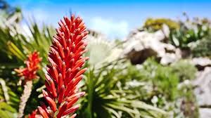 Conservatoire botanique national de brest 49 km. Jardin Exotique Roscoff Video D Un Jardin Remarquable 2013 Du Finistere Youtube