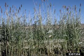 Image result for Sorghum bicolor