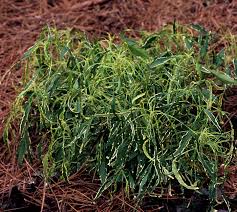 Image result for Acalypha fimbriata