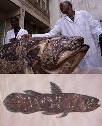 Image result for Agelanthus keilii