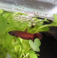 Their body is a beautiful red color and they have reflective blue eyes. Topic Betta Apiapi Seriously Fish