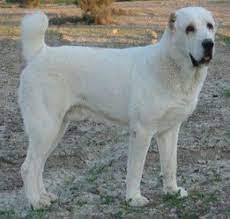 Top 10 Largest Dog Breeds Dog Breeds Large Dog Breeds Really Big Dogs
