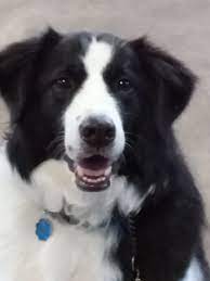 Pin On Border Collie