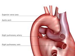 Coronary circulation is the circulation of blood in the blood vessels of the heart muscle (the myocardium). Pulmonary Artery Anatomy Function And Significance