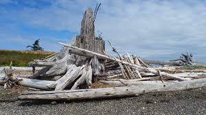 Maybe you would like to learn more about one of these? Driftwood On The Shoreline Picture Of Kukutali Preserve La Conner Tripadvisor