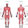 Skeletal muscular system and movement. 1