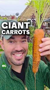 OK so here's the deal with growing absolutely massive carrots I learned  from my friend Gerald Stratford