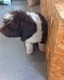 Video for Turko's peluqueria canina