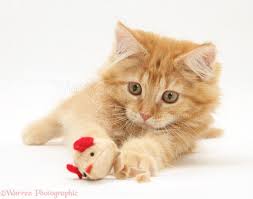 The main idea behind pet play is power exchange. Ginger Maine Coon Kitten Playing With A Toy Mouse Photo Wp17436