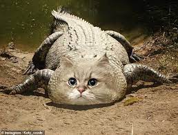 An Artist Photoshopped Cat Faces Onto Other Animals Funny Animals Animal Mashups Cat Face
