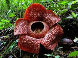 Rafflesia Arnoldii Corpse Flower World Of Flowering Plants Corpse Flower Rare Flowers Unusual Flowers