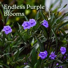 Image result for Ruellia cordata