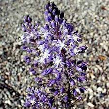 Image result for Cyathula natalensis