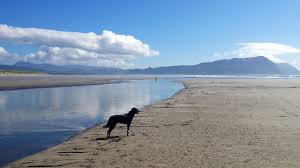 Gearhart Beach Good Sand Dollar Hunting At Low Tide Beach Picnic Area State Parks