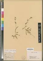 Image result for Cerastium indicum