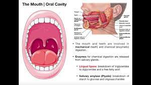 Anatomy Physiology Of The Oral Cavity Pharynx Youtube