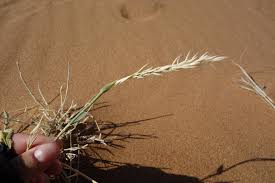 Image result for Centropodia