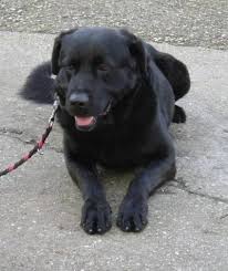 A wide variety of pictures rottweiler options are available to you, such as feature, use, and application. Rottweiler Labrador Mix Pacco Rude Zuhause Gefunden Tierheim Pirmasens E V Happy Ends Archiv Von Zergportal De