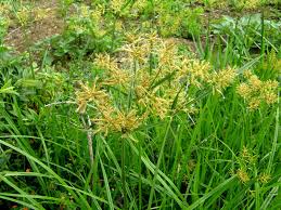 Image result for Cyperus nduru