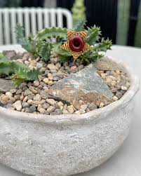 Image result for Huernia zebrina