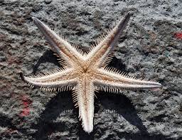Astropecten Aranciacus Sea Star Animals Sea