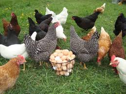 Proper management and good sanitation can allow chickens to develop resistance to worms through gradual exposure. Why You Need A Chicken Wormer And 2 Steps To Efficient Worming Raising Backyard Chickens Chickens Backyard Raising Chickens
