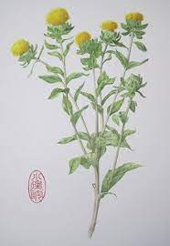 Safflower Carthamus Tinctorius Safflower Botanical Art Botanist